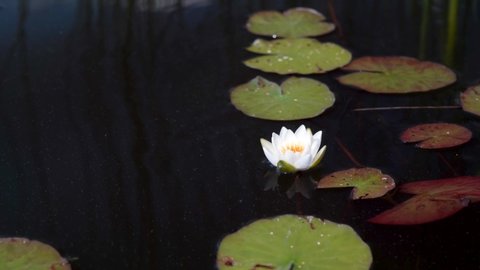 White water lily flower sways on dark water. White lotus flowers water lily among green leaves of water in a pond. Lotus meditation flowers.