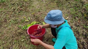Gardeners who are collecting coffee beans from the plant. Video clip of the gardener working in the coffee plantation