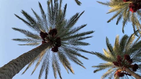 Palm trees with green leaves and growing dates on it. Beautiful palms with dates on blue sky background. Bottom view 