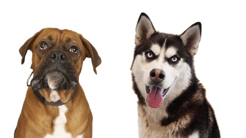 portraits of husky and boxer dog on white background, dog barks