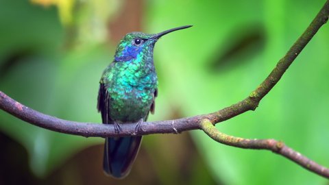 Hummingbird in the natural habitat in a forest of Costa Rica