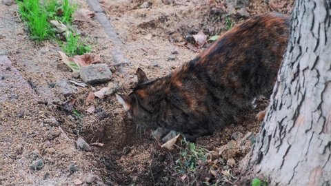 the cat digs the ground then poop and bury the excrement