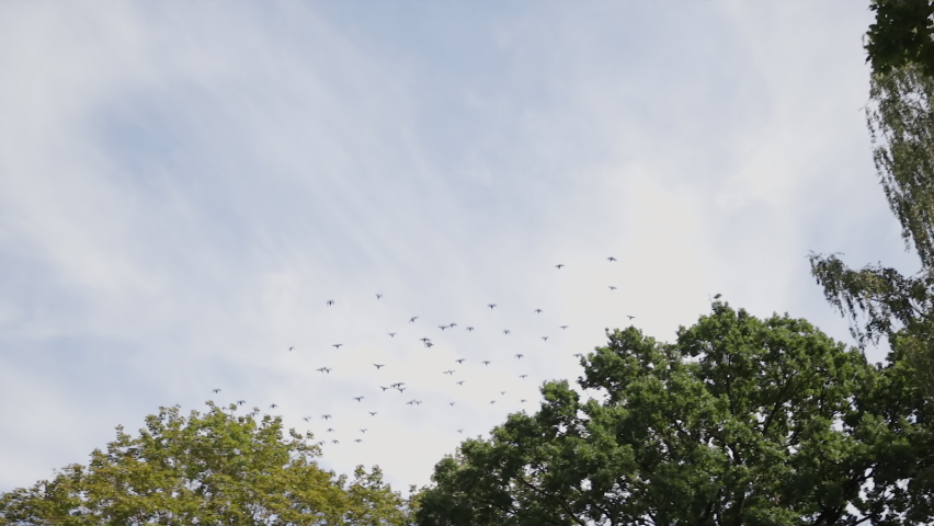 Cinematic establishing shot: Flock of birds moves from trees up in sky Royalty-Free Stock Footage #1061996425