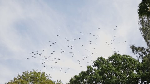 Cinematic establishing shot: Flock of birds moves from trees up in sky