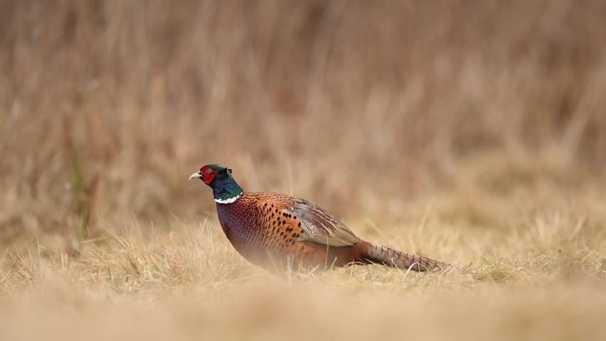 Ringneck Pheasant (Phasianus colchicus) male