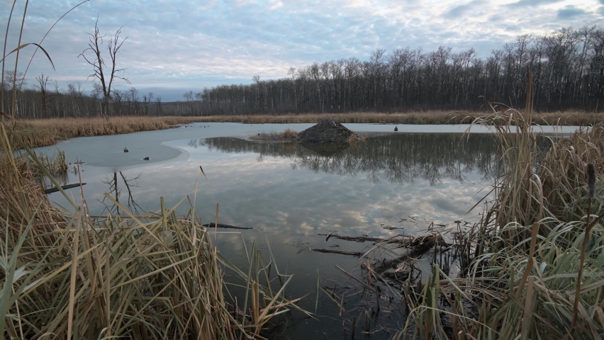 Clouds can be seen moving and reflecting in a beaver pond with a large beaver house.  The autumn setting includes brown reeds in the foreground and ice on part of the lake. 
