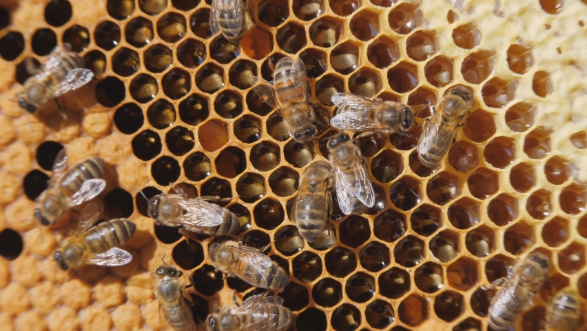 Swarm of bees working on a honeycomb carries honey and nectar. Close communication of bees, bee conversation. Royalty-Free Stock Footage #1062003019