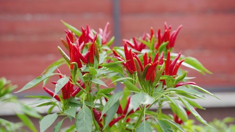 Thai chili (Capsicum Annuum) plant with many ripe red chilis. The wind moving the plants leaves. Hot chili pepper that grows upright. 