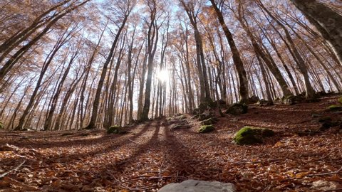 Beech forest of the national park abruzzo lazio molise, Italy, morning light of november, wide angle view with slider