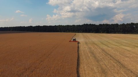 Harvesting of rapeseed harvest in summer field. Harvester combine agricultural machine working and collecting rape. View from drone above 
