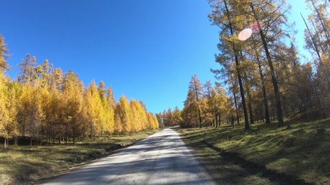 Video of driving along road on  Keleysky mountain pass in Altai in Autumn.  Larch forest over Bashelaksky mountain range. Altai, Siberia, Russia.