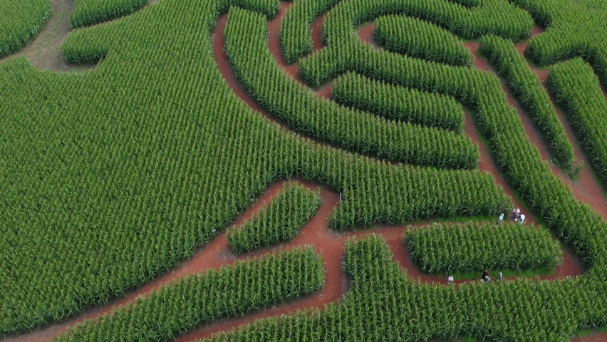 Aerial /drone footage of a corn labyrinth / maze and pumpkin patch on a family farm in King County, near Seattle, Washington