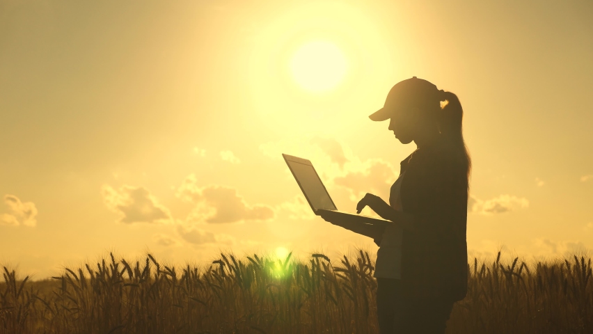 A woman businessman with a laptop in her hands works in a wheat field, communicates and checks the harvest. woman farmer at sunset with computer. girl agronomist works. Agricultural business concept. Royalty-Free Stock Footage #1062018973