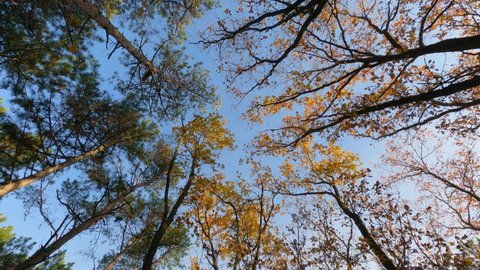 shooting a clear blue sky through the crowns of trees in the autumn forest. outdoor walks. Peace. 