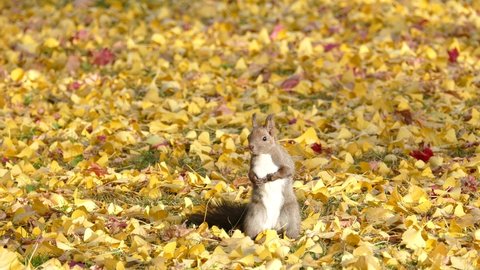 A wild squirrel that appears in the fallen leaves of a yellow ginkgo and poses to stand up
