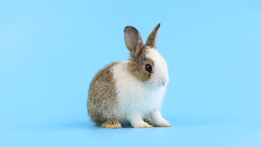 bunny easter rabbit stand up on two legs, sniffing, looking around, on blue screen. Lovely bunny easter rabbit. Natural rabbit movement. Animal nature concept. Royalty-Free Stock Footage #1062020731