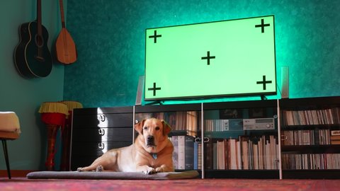 Television with green screen chroma key on it in a living room with yellow lab dog on the floor in a home environment.
