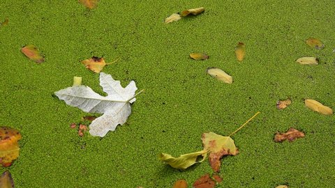 Falling into the water covered with duckweed (Lemna minor) , the leaves of the trees float on the surface. 