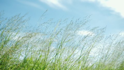 Green grass flower blowing in the wind with blue sky, silver green grass flower sway in the wind. Slow motion