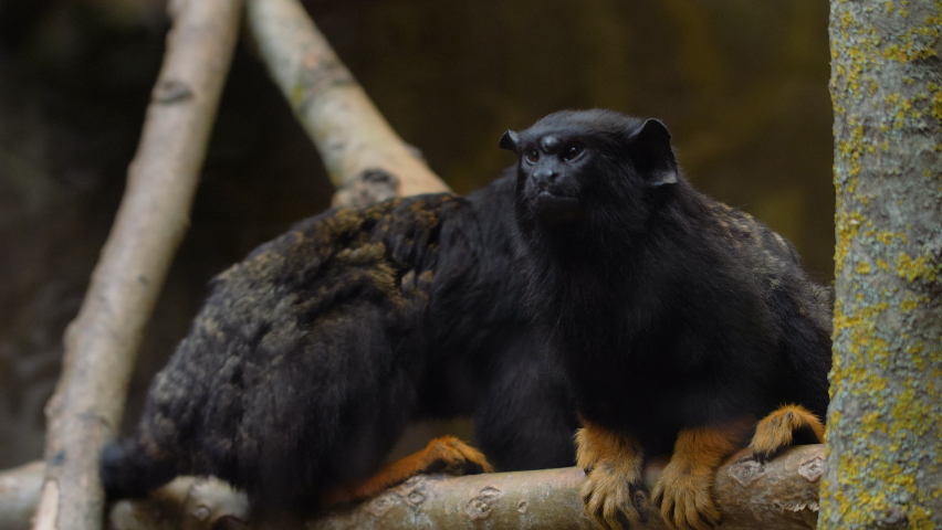Two cute red-handed tamarins on a tree branch