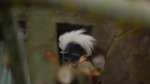 Cotton-top tamarin is sitting on a tree branch