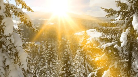 Drone footage snow covered trees at sunrise, winter nature beautiful Europe aerial pine forest mountain, shining sun at sky, season travel white frozen nature idyllic