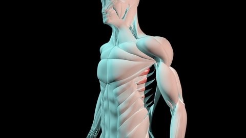 This 3d video shows the serratus anterior muscles anatomical position on human body