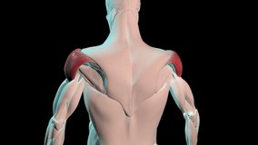 This 3d video shows the deltoid muscles anatomical position on human body