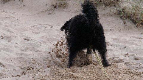 Healthy full of energy dog on lead playing outdoor, digs hole in sand. Black puppy in action. Animals and pets. Slow motion.