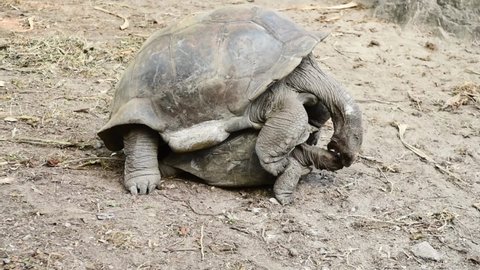 Two wild Aldabra giant tortoises of the Seychelles (Aldabrachelys gigantea or Geochelone gigantea) mating. La Digue, Seychelles