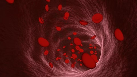 Erythrocytes in the human blood vessel model. Within the blood vessels are moving red blood cells. Simulate a medical event. 3D Rendering