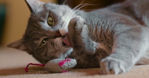 Lovely adult tabby cat grabs in his paws a toy and trying to scratch it in day light. Adorable, cute and funny grey cat is playing on the floor with toy. Slow Motion 4K fluffy pet is laying with mouse
