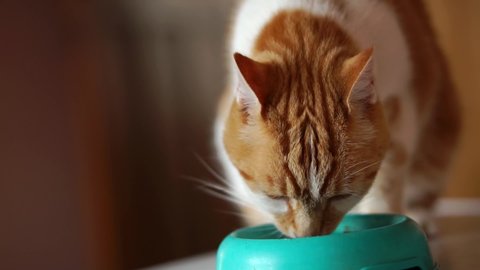 Ginger Cat Eating Pet Food At Home, Cinematic Slow Motion