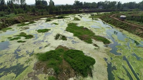River eutrophication, algal bloom floating on the water, water pollution
