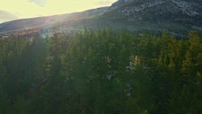 Flying along the tree tops of a wild boreal pine forest with the sun setting over a distant mountain ridge. 4K aerial video.