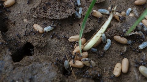 Ants moving eggs to a new farm
