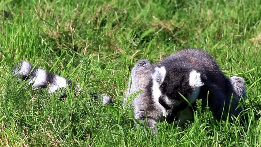 catta lemur monkey on meadow
