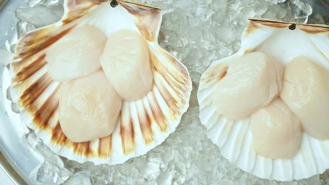 Close-up of Raw Fresh Scallops in shell on crushed ice on the table in 4K. Concept of healthy food, fresh scallops on the table ready for being prepared along with vegetables.