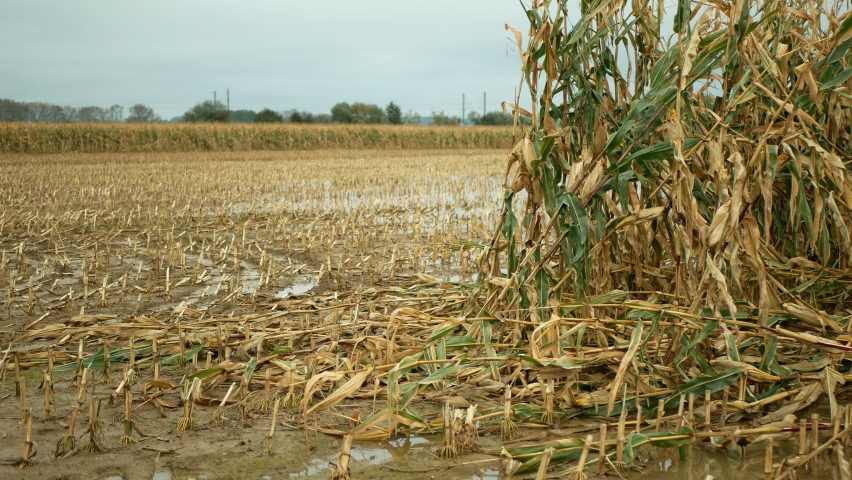 Flood corn mold blight maize yellow ears plants field damaged flooded water mud plantation damage catastrophe crops harvest mildew ear Zea mays green disaster calamity losses fall autumn, spill river Royalty-Free Stock Footage #1062057022