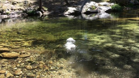 Maltese dog swimming in a river. Dog swimming