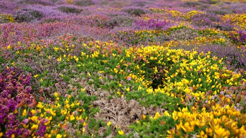 Vivid colours colors of wild heath, purple and common gorse, yellow flower field background.