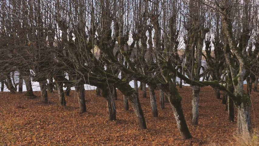 The old linden park in the territory of the manor, the leaves have fallen