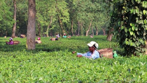 Kaziranga, Assam, India - 11/08/2020 :
Tea Plantation workers plucking tea leaves in Kaziranga, Assam Tea harvesting