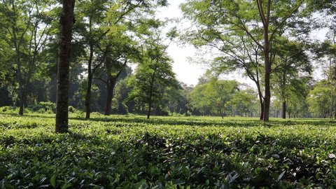 Beautiful view of Tea Gardens of Kaziranga Assam Tea gardens India