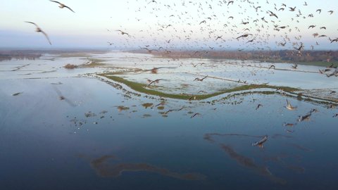 Aerial view over overflowed Little Brosna River at sunrise. A large flocks of birds flying over flooded agricultural fields. Lusmagh, County Offaly, Ireland.