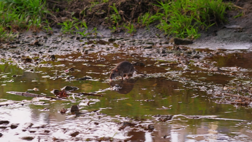 Public health issue, brown rat family live at city ditch. Rodent sniff around and find piece of food (soaked white bread) at dirty water, pick it up and carry away Royalty-Free Stock Footage #1062071365