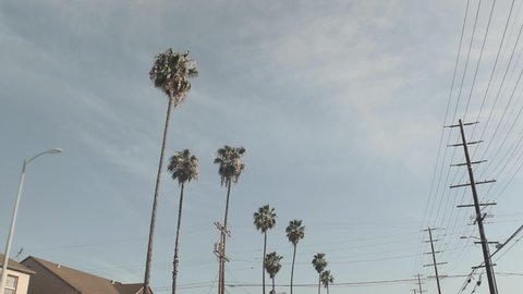 Palm Trees and Telephone Wires Line the Street, Blue Sky, Camera Tilt Up, Car Driving