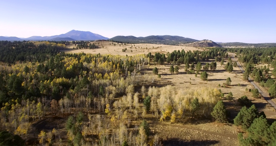 Aerial drone barren aspen trees on the edge of the pine forest of the Coconino National Forest.