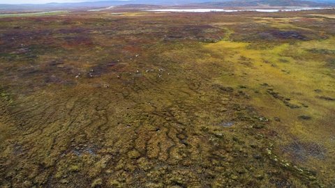 Drone shot of a group of Reindeer in arctic tundra, Rangifer Tarandus, overcast, autumn day, in Siberia, Russia - tracking, aerial view