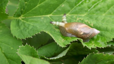 A parasitic flatworm the Green-banded broodsac, Leucochloridium paradoxum inside of a snail.